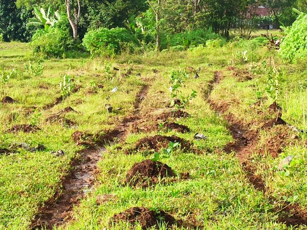 Mengubah Lahan Kosong Menjadi Produktif